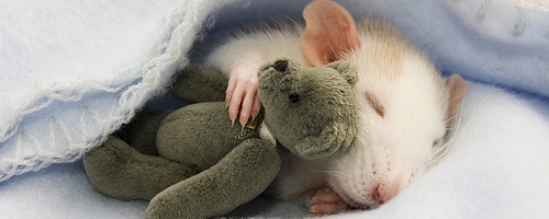 Camundongo dormindo.